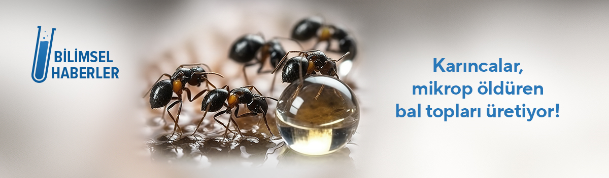 Karıncalar mikrop öldüren bal topları üretiyor!